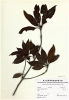藏品(臺灣八角)的圖片